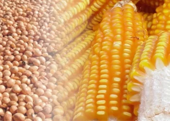 صادرات فول الصويا والذرة البرازيلية ترتفع إلى مستويات قياسية في أكتوبر
