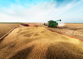 AgRural: اكتمال زراعة 51٪ من فول الصويا في البرازيل لعام 2023/2024