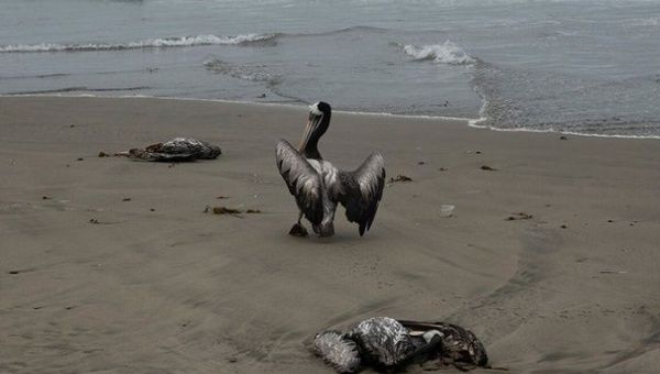 ظهور متغير جديد من أنفلونزا الطيور في هولندا