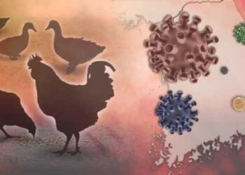 الدنمارك ترفع مستوى خطر أنفلونزا الطيور من "معتدل" إلى "مرتفع"