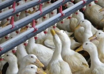 إنفلونزا الطيور تضرب مزرعة ثانية للبط في ألمانيا