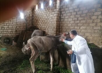 بيطري الغربية: تحصين 223 ألف رأس ماشية ضد الأمراض الوبائية