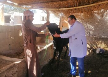 بحوث الصحراء ينظم قوافل بيطرية في الطور ونويبع لتنمية الثروة الحيوانية بسيناء