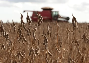 AgRural: اكتمال زراعة 85% من فول الصويا و91% من الذرة في البرازيل 2023/24