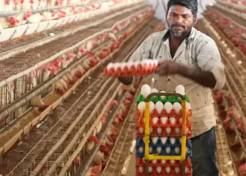 ارتفاع صادرات الهند من الدواجن بنسبة 43% خلال النصف الأول من العام 2023/24