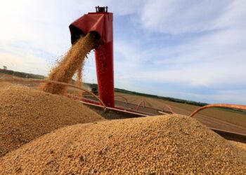 بوينس آيرس: الأرجنتين تزرع 43.8% من محصول فول الصويا والذرة بنسبة 32.5%