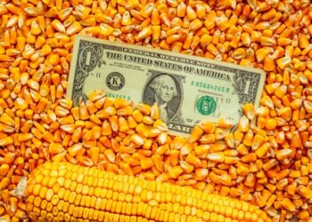 ارتفاع عمليات التفتيش الأسبوعية على الذرة في الولايات المتحدة إلى 947,418 طنًا
