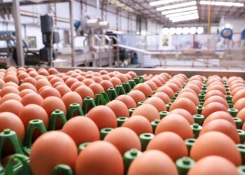 صادرات البرازيل من البيض تنمو بنسبة 99.9٪ في نوفمبر