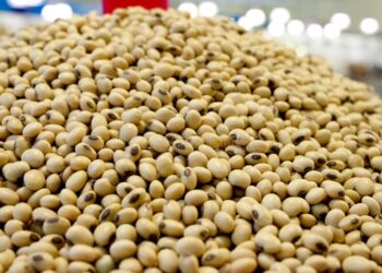 أغرونيجوسيوس: زراعة فول الصويا في البرازيل تتجاوز 88%