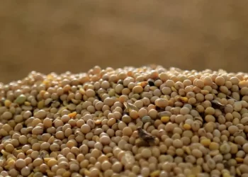 العقود الآجلة لفول الصويا تتراجع بسبب الأمطار البرازيلية