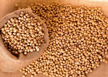 أسوأ انخفاض في التاريخ.. توقعات بتراجع إنتاج فول الصويا بالبرازيل بنسبة 20% في 2024