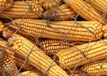 واردات الصين من الذرة تسجل رقما قياسيا في نوفمبر