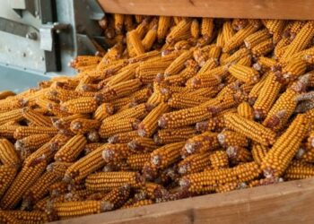 ملاوي تحظر استيراد الذرة من تنزانيا وكينيا بسبب مرض النخر