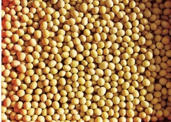 زراعة فول الصويا في الأرجنتين تصل إلى 69% و58.6% من الذرة