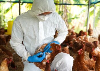 الأرجنتين تعزز تدابير الوقاية ضد أنفلونزا الطيور
