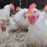 خاص| لتفادي النافق.. IFT : تضع روشته للمربين لاستكمال دورة الإنتاج خلال فصل الشتاء
