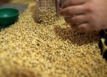 توقعات بتراجع إنتاج فول الصويا في أمريكا الجنوبية لـ 222,343 مليون طن بموسم 2024