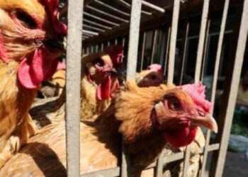 الصين تعلن وفاة امرأة بسبب فيروس أنفلونزا الطيور H3N2 وH10N5