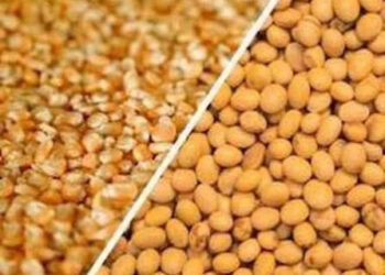 زراعة فول الصويا في الأرجنتين تصل إلى 92.9% و84,6% من الذرة
