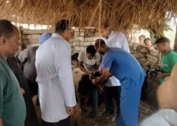 بيطري المنيا: الانتهاء من تحصين 352 ألف رأس ماشية ضد الأمراض الوبائية