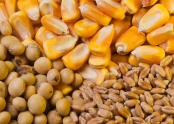 صادرات أوكرانيا من الحبوب ترتفع إلى 2.1 مليون طن في يناير
