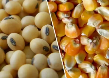 بنسبة 40%.. تراجع صادرات الأرجنتين من الحبوب والبذور الزيتية خلال عام 2023