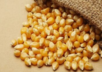 انخفاض المعروض من الذرة في أوكرانيا يؤدي إلى زيادة الطلب