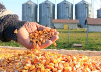 انخفاض عمليات تفتيش الذرة الأسبوعية في الولايات المتحدة إلى 569,735 طنًا