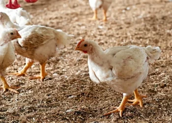 مسوق دواجن: انتشار واسع للأمراض في المزارع خلال شهر يناير