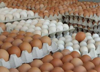 ارتفاع أسعار البيض في الولايات المتحدة مع انتشار أنفلونزا الطيور