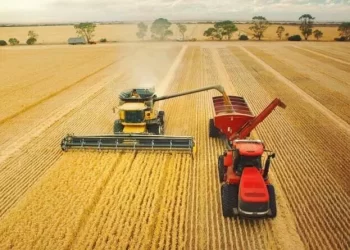 إنتاج الحبوب السنوي في الصين يتجاوز 695 مليون طن في 2023