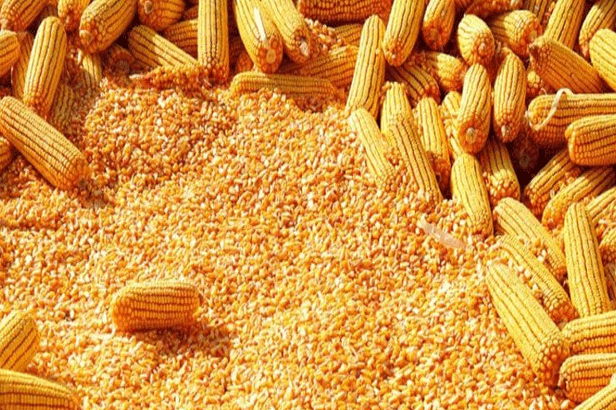 البرازيل تنهي عام 2023 بشحن 55.9 مليون طن من الذرة