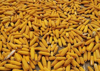 انخفاض الطلب وتقدم الحصاد يضغطان على أسعار الذرة في البرازيل