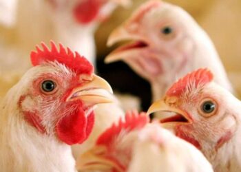 السويد تعلن عن تفشي أنفلونزا الطيور في جنوب البلاد
