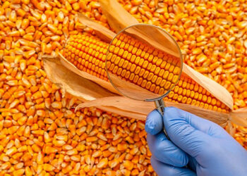 مبيعات الذرة الأمريكية تصل إلى 1.3 مليون طن خلال الأسبوع