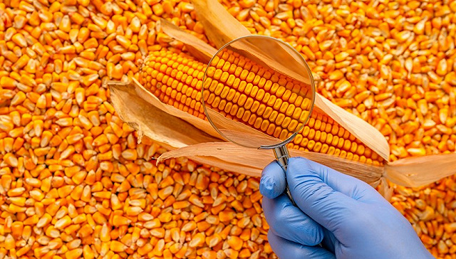 مبيعات الذرة الأمريكية تصل إلى 1.3 مليون طن خلال الأسبوع
