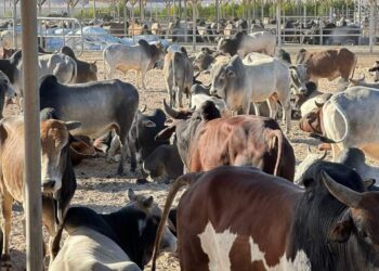 رأس غارب تستقبل 1500 رأس ماشية سوداني لمواجهة ارتفاع الأسعار