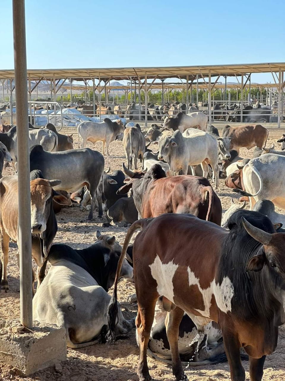 رأس غارب تستقبل 1500 رأس ماشية سوداني لمواجهة ارتفاع الأسعار