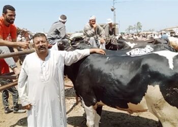 نقيب الفلاحين: أسعار المواشي تتهاوى وتتراجع 5 آلاف جنيه للرأس الواحد
