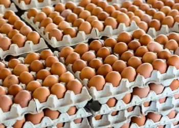 شعبة بيض المائدة تكشف كواليس الارتفاع الجنوني في أسعار البيض بالأسواق