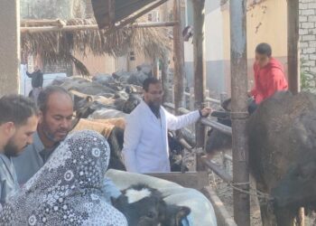 الزراعة تواصل تنظيم قوافل الخير البيطرية لعلاج مواشي صغار المربين مجانا بالفيوم