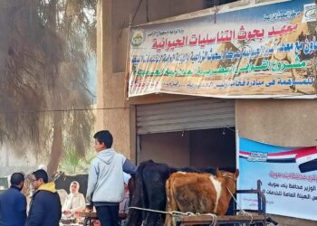 الزراعة: علاج وفحص 6 آلاف رأس ماشية مجانا لصغار المربين ببني سويف