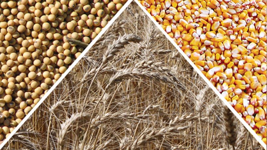 أسعار الذرة وفول الصويا والقمح تنخفض مع عودة التركيز على الإمدادات الكبيرة
