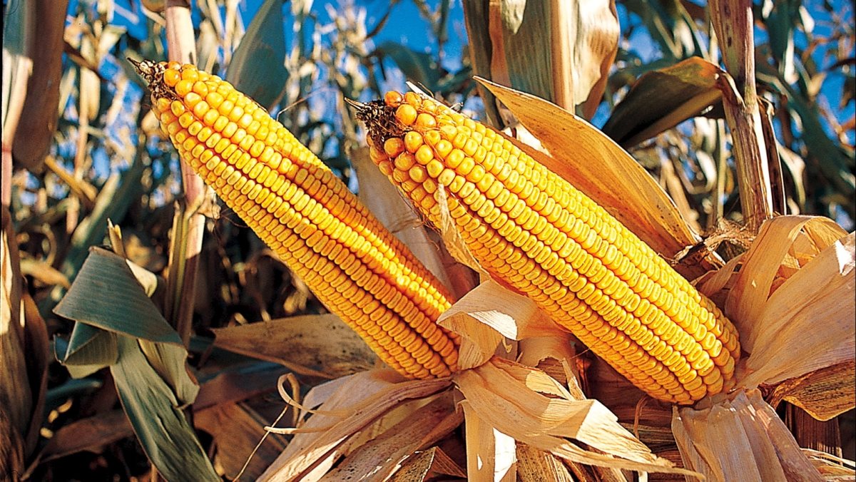 مبيعات الذرة الأمريكية تسجل 820.4 ألف طن في أسبوع