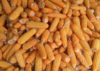 روسيا تخفض الضرائب على صادرات الذرة والقمح والشعير للفترة من 21 إلى 27 فبراير