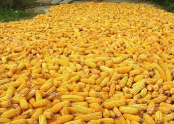 ارتفاع مبيعات الذرة الأسبوعية في الولايات المتحدة إلى 1.31 مليون طن ضمن التقديرات