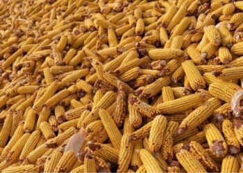 الولايات المتحدة تبيع 1.219 مليون طن من الذرة خلال أسبوع