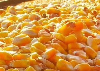 الولايات المتحدة تبيع 1.08 مليون طن من الذرة في الأسبوع