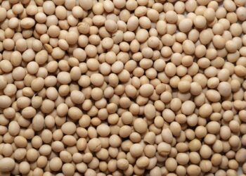 مصر تشتري 50,998 طنا من فول الصويا الأمريكي في أسبوع