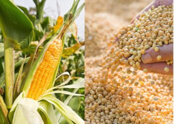 زراعة الذرة في أوكرانيا تخسر أمام فول الصويا والنقص النقدي يحد من التبديل